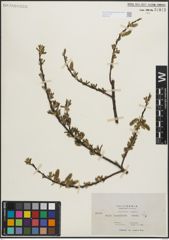 Foto von Salix lasiolepis Benth.